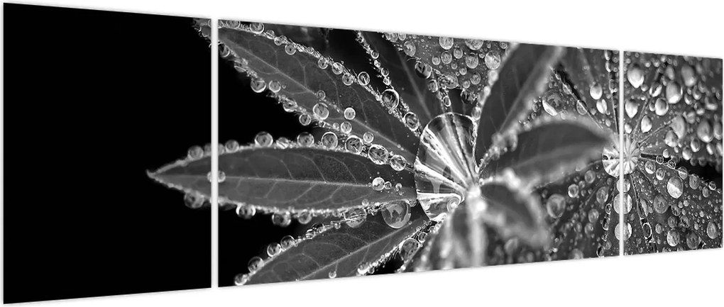 Obraz - Krople (170x50 cm)