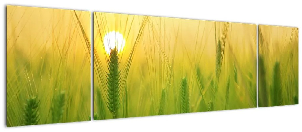 Obraz pola ze zbożem (170x50 cm)