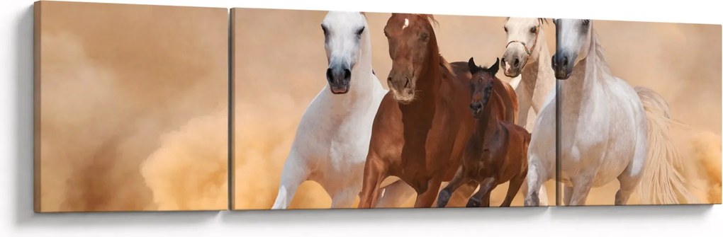 Obraz - Stado koni (170x50 cm)