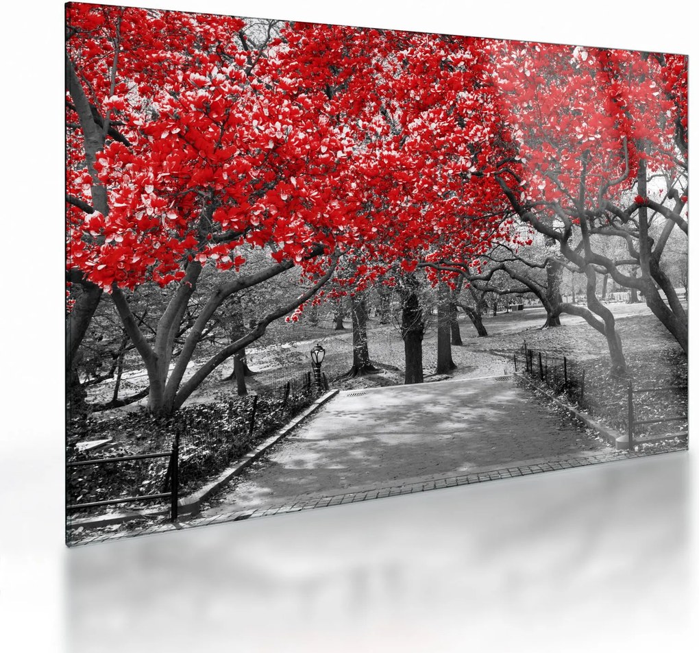 Obraz na szkle - Czerwone drzewa, Central Park, New York (70x50 cm)