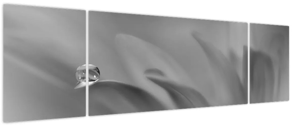 Obraz - Kropla na kwiecie, czarno - biały (170x50 cm)