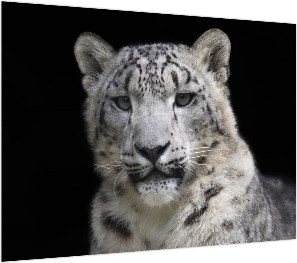 Obraz na szkle - Snow Leopard (70x50 cm)