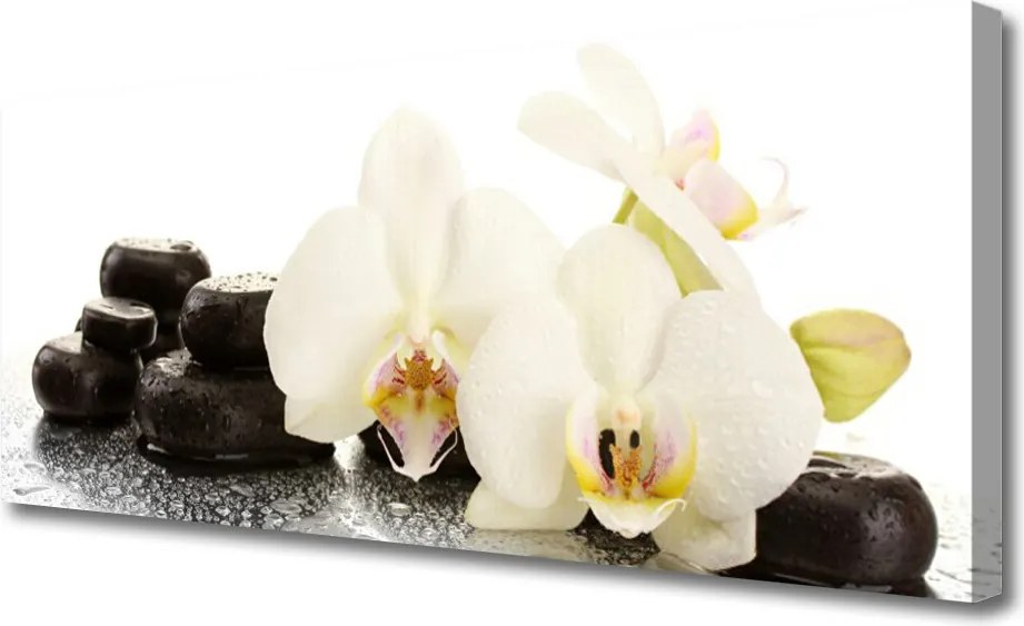 Fotoobraz na płótnie Aksamitna Biała Orchidea