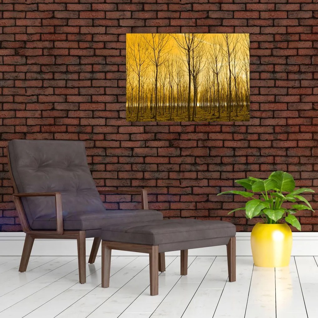Obraz - Plantacja drzew (70x50 cm)
