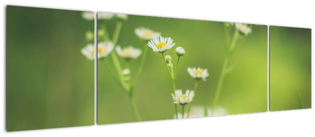 Obraz stokrotek (170x50 cm)