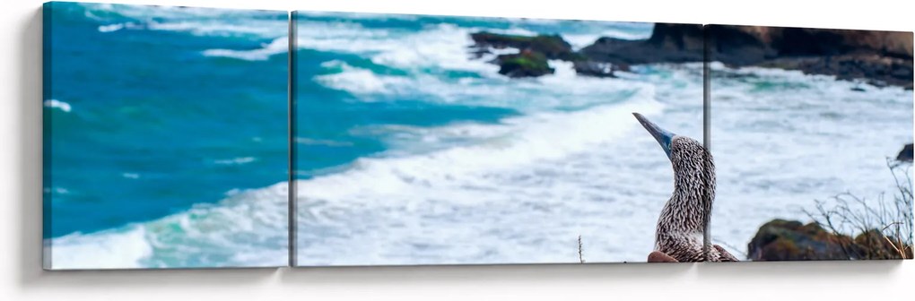 Obraz - głuptak niebieskonogi (170x50 cm)