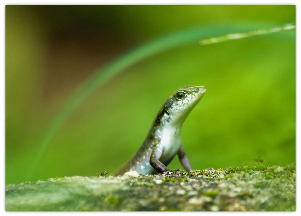 Obraz na szkle - jaszczurka (70x50 cm)