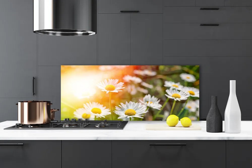 Panel Szklany Stokrotki w Promieniach Słońca