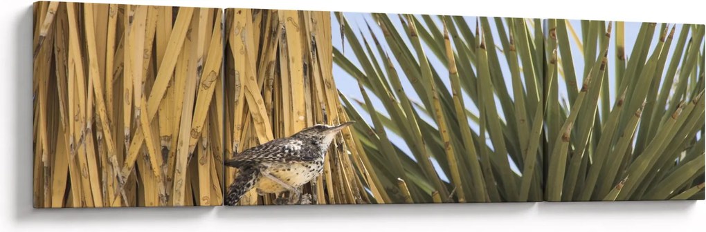 Obraz - Strzyżyk (170x50 cm)