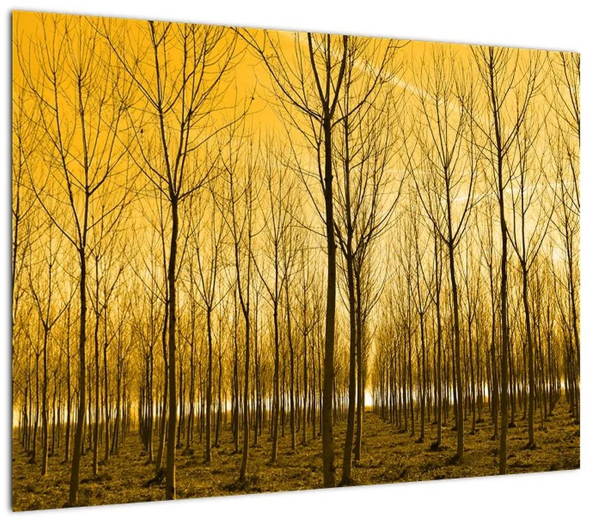 Obraz na szkle - las o zachodzie słońca (70x50 cm)