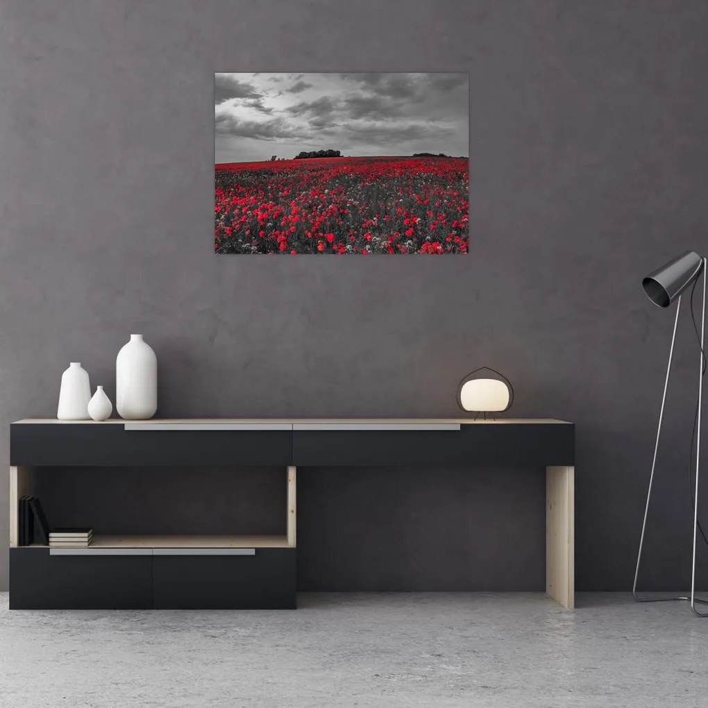 Obraz na szkle - maki (70x50 cm)