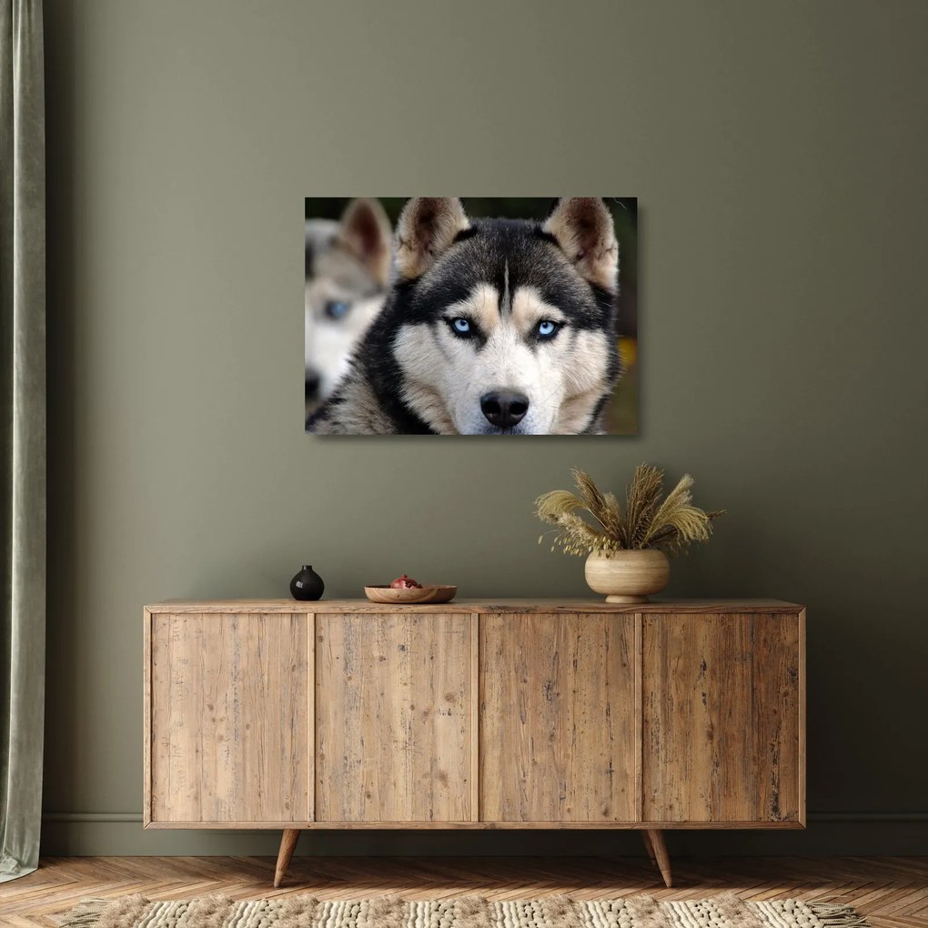 Obraz na szkle - pies husky (70x50 cm)