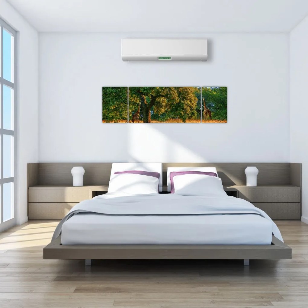 Obraz żyraf w naturze (170x50 cm)