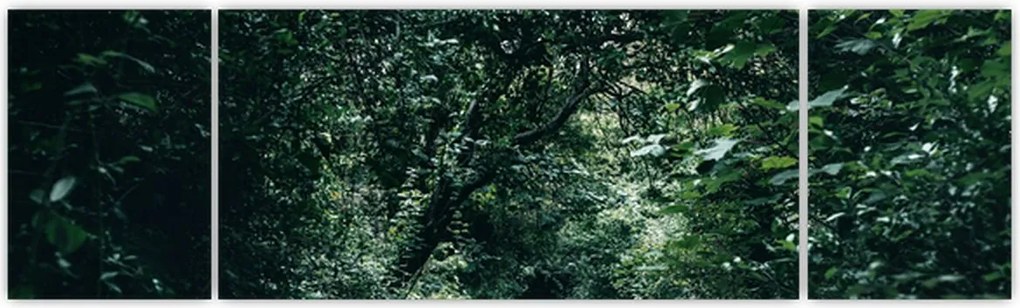 Obraz - Ścieżka przez las (170x50 cm)