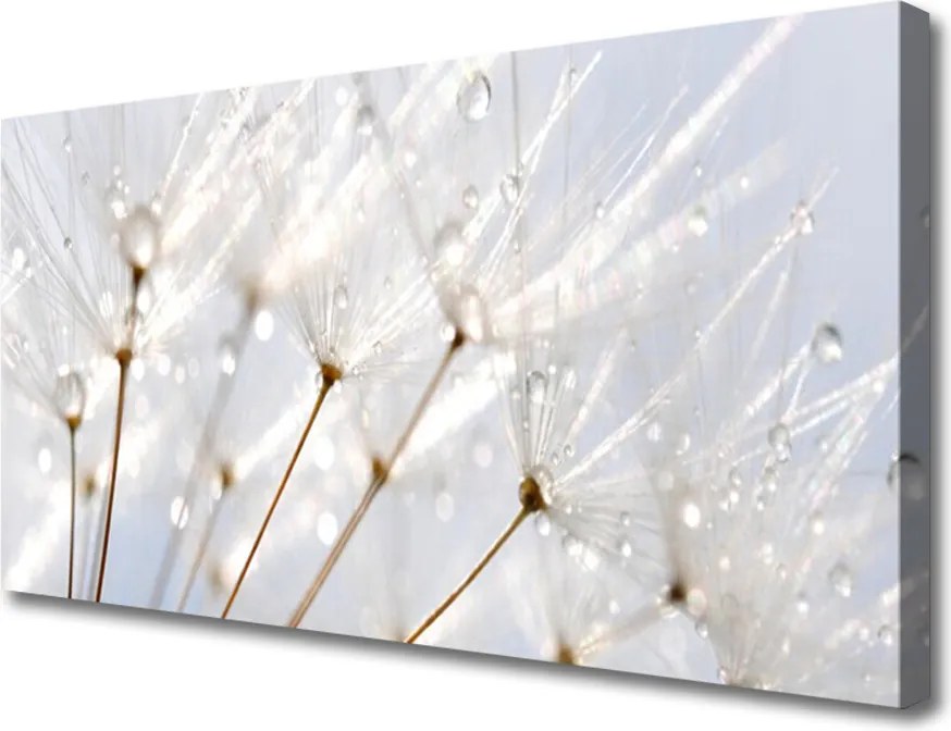 Zdjęcie na płótnie Puszysty Mniszek Lekarski