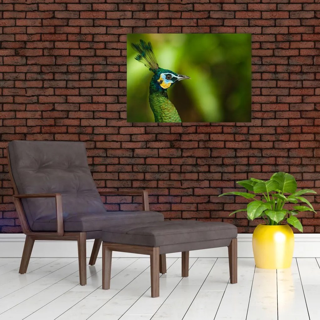 Obraz pawia (70x50 cm)