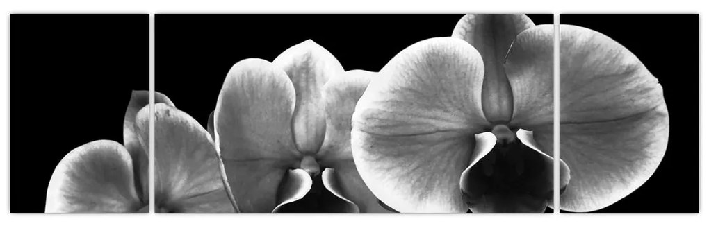 Obraz kwiatu orchidei (170x50 cm)
