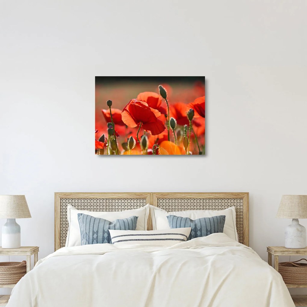 Obraz na szkle - maki (70x50 cm)
