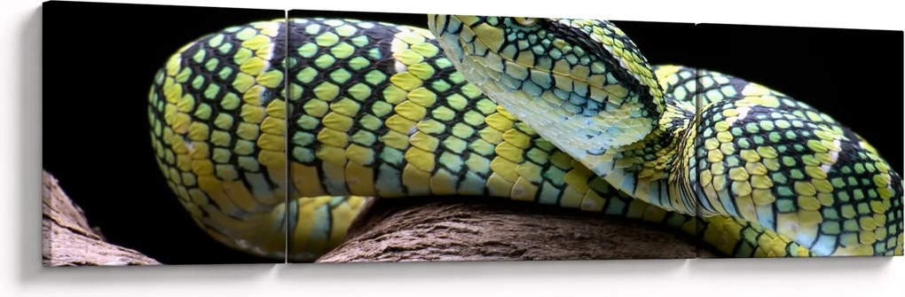 Obraz - Grzechotnik Waglera (170x50 cm)