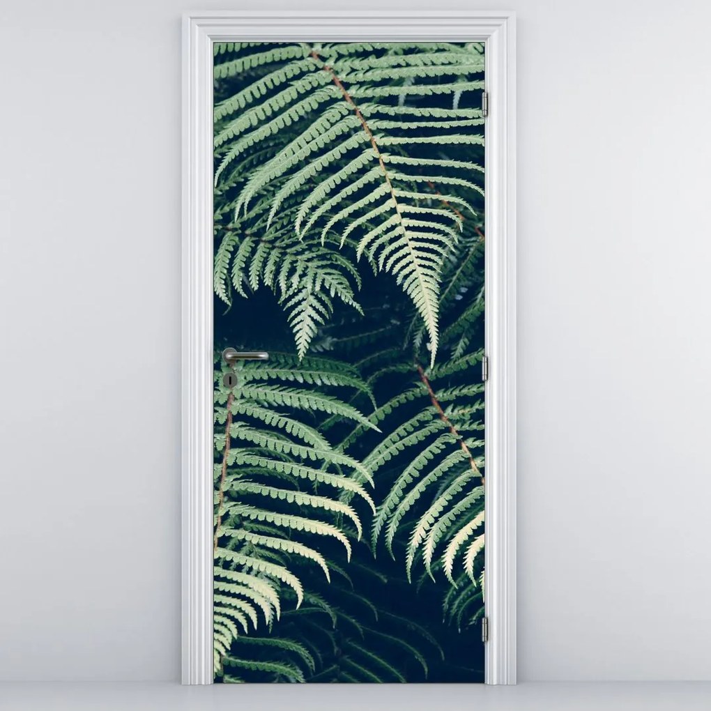 Fototapeta na drzwi - Liście paproci (95x205cm)