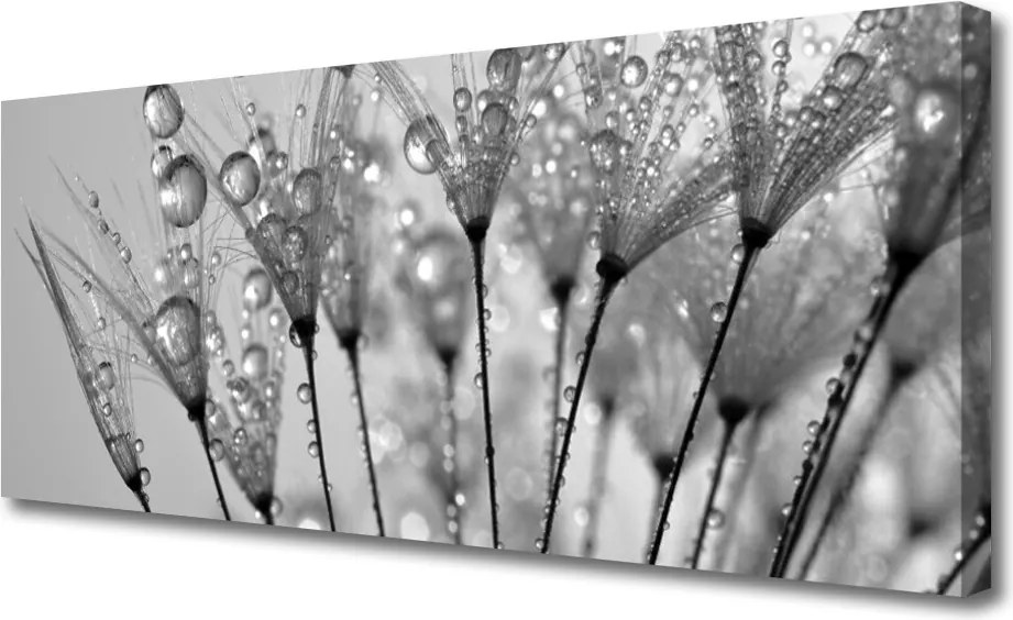 Obraz na płótnie Ulotność Mniszka Lekarskiego