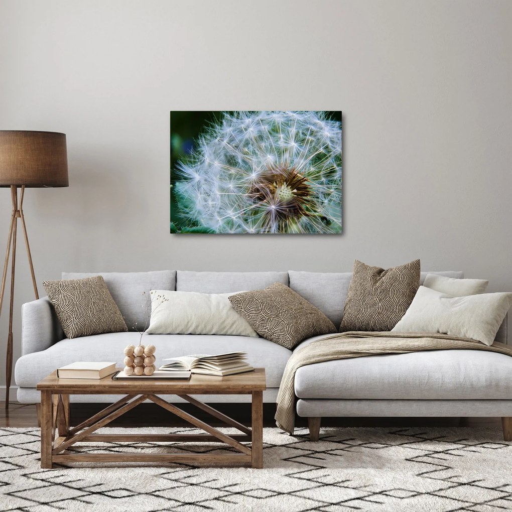 Obraz przekwitniętego dmuchawca (70x50 cm)
