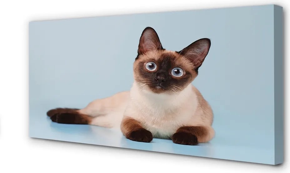 Zdjęcie na płótnie Odpoczywający Kot