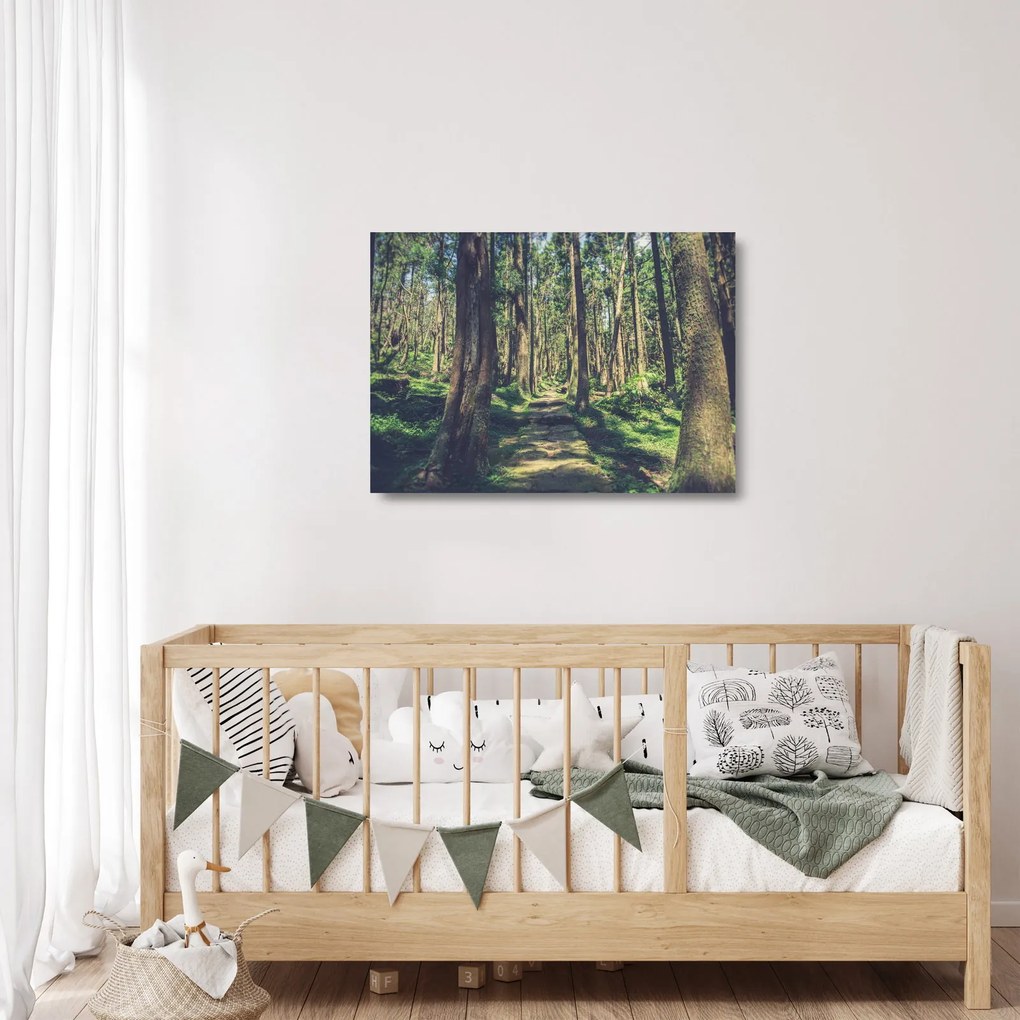 Obraz na szkle ścieżki pomiędzy drzewami (70x50 cm)