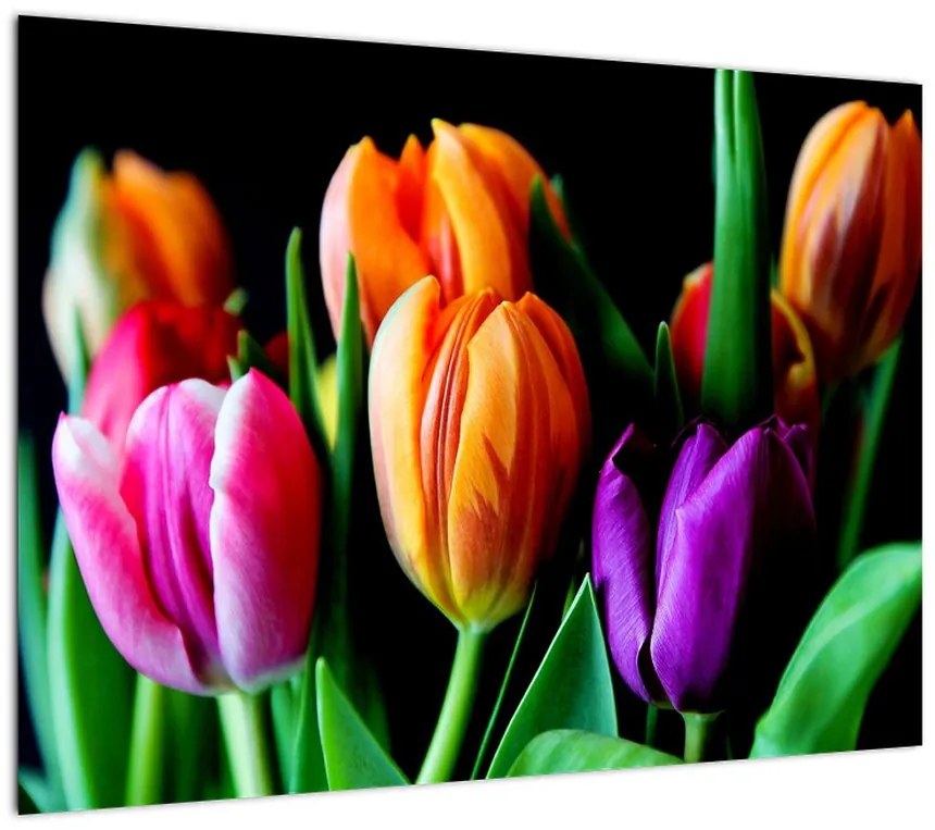 Obraz tulipanów na czarnym tle (70x50 cm)