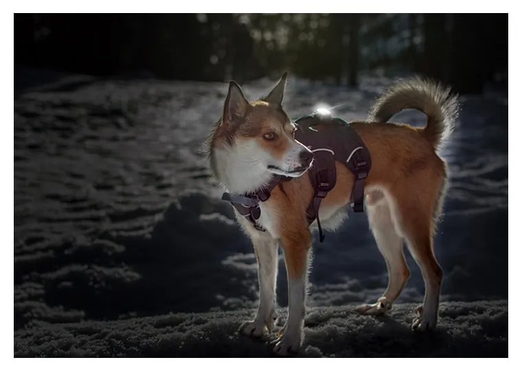 Lampka LED na obrożę White – Orbiloc