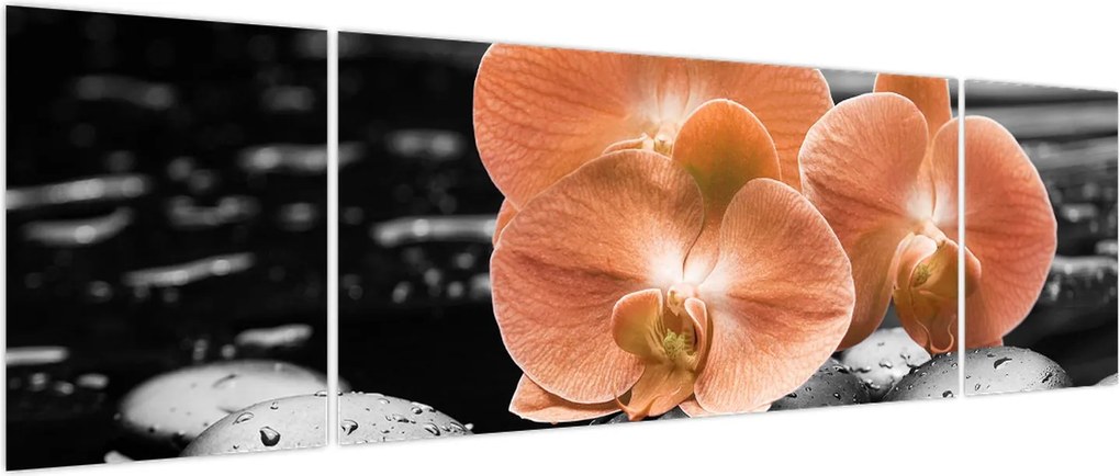 Obraz - Pomarańczowe orchidee (170x50 cm)