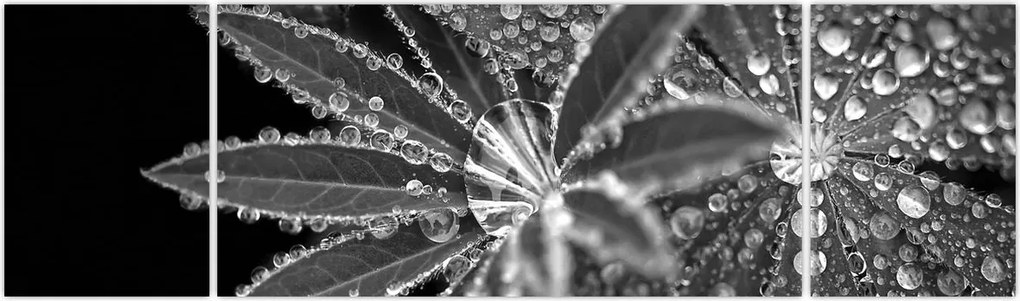 Obraz - Krople (170x50 cm)