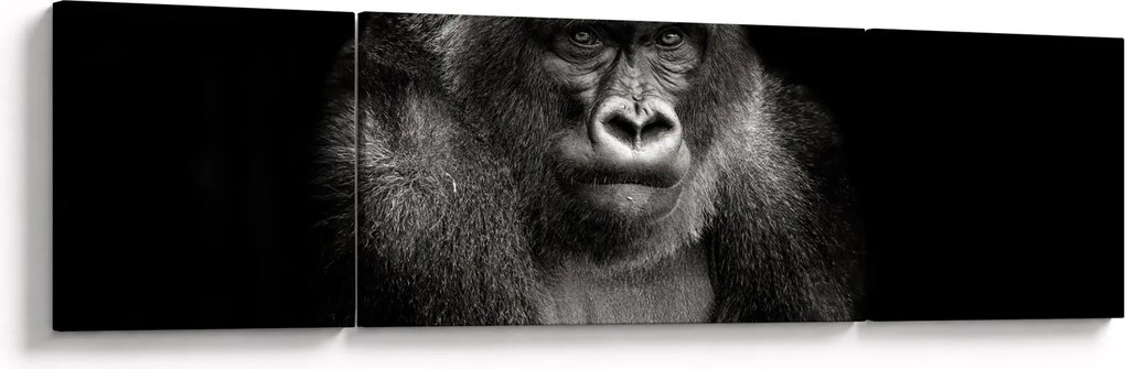 Obraz - Goryl (170x50 cm)