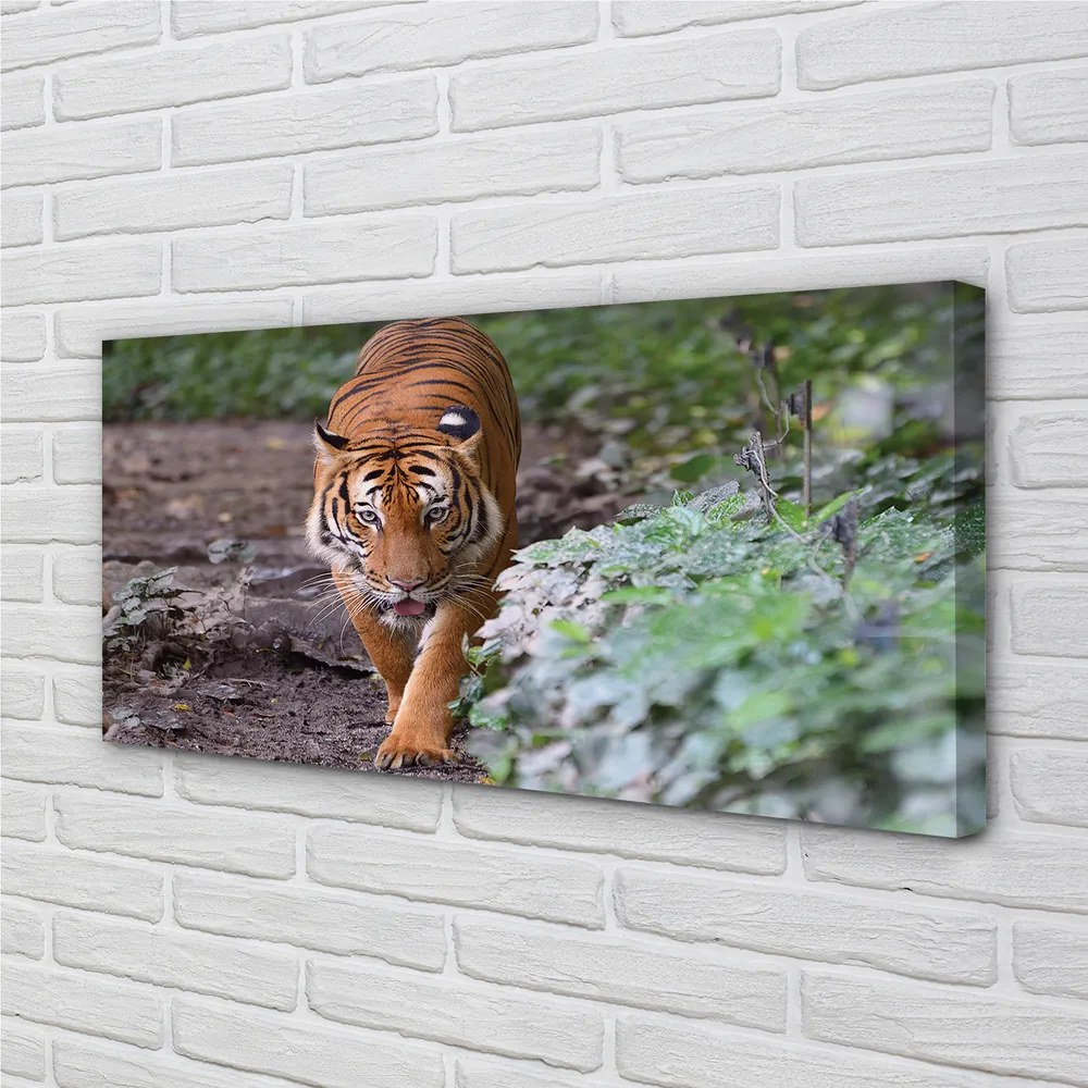 Duży obraz na płótnie Tygrys w Naturalnym Środowisku