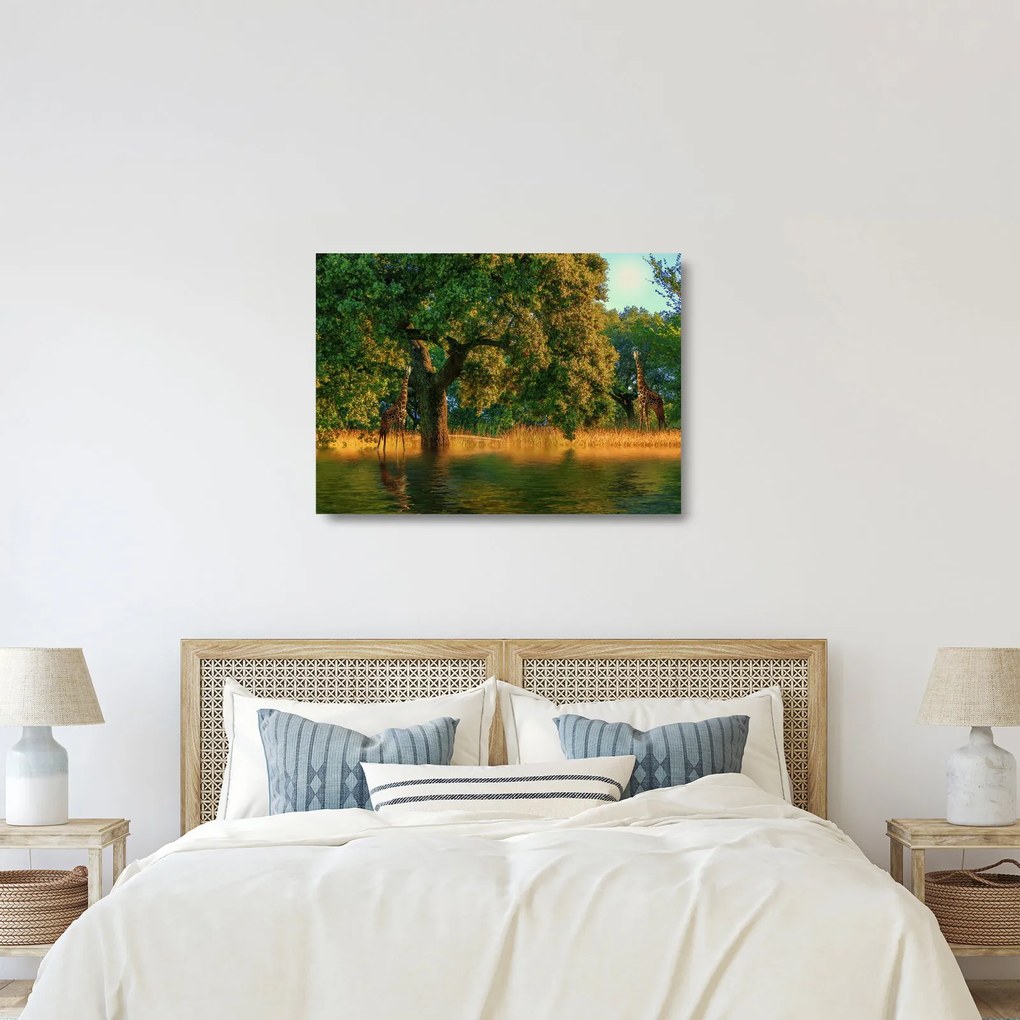 Obraz na szkle - żyrafy w naturze (70x50 cm)