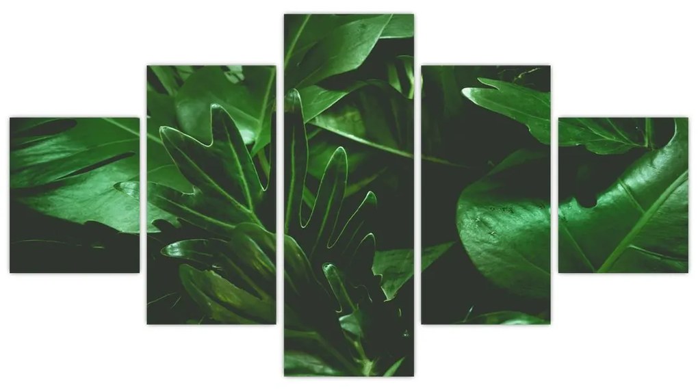 Obraz - Liście palmowe (125x70 cm)