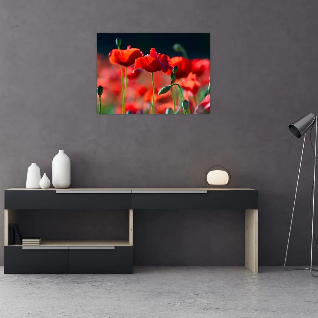 Obraz na szkle - maki (70x50 cm)