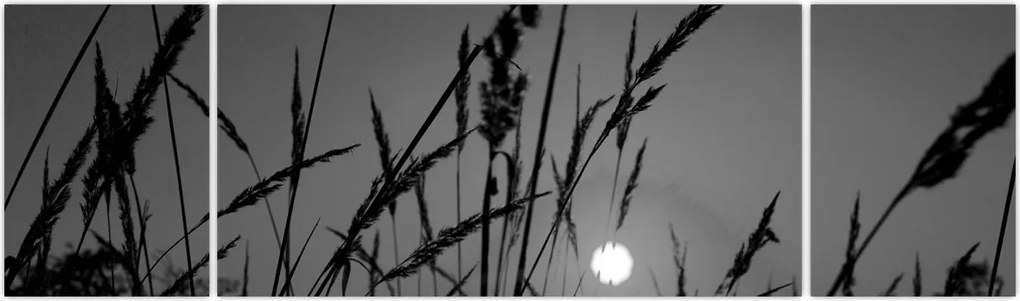 Obraz - Łąka z zachodem słońca (170x50 cm)