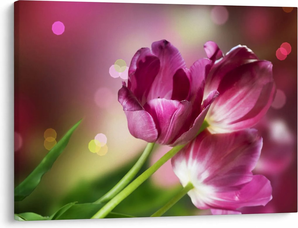 Obraz różowych tulipanów (70x50 cm)