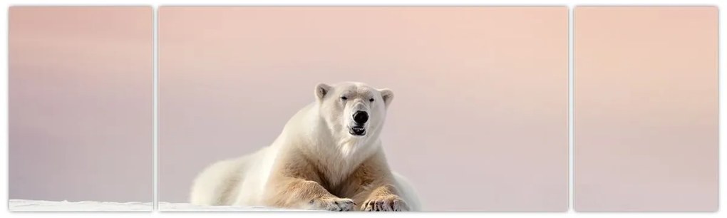 Obraz - Niedźwiedź polarny (170x50 cm)