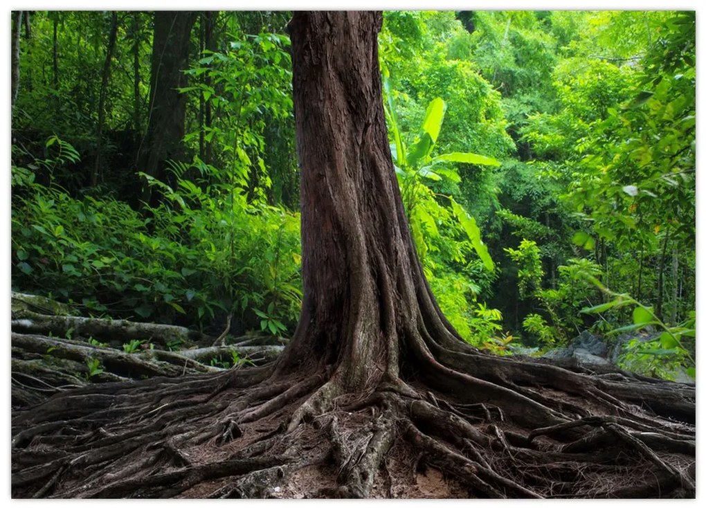 Obraz na szkle - Stare drzewo z korzeniami (70x50 cm)