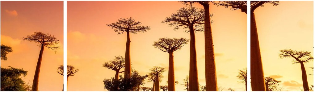 Obraz - Zachód słońca w Baobab Alley (170x50 cm)