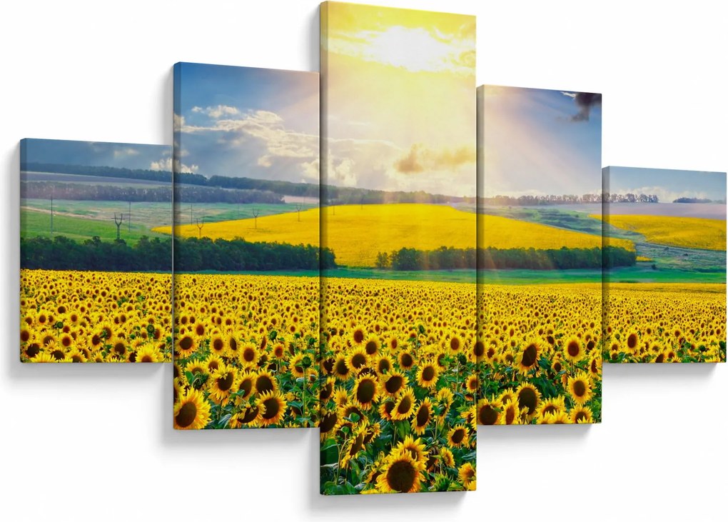 Obraz - Pole słoneczników (125x70 cm)