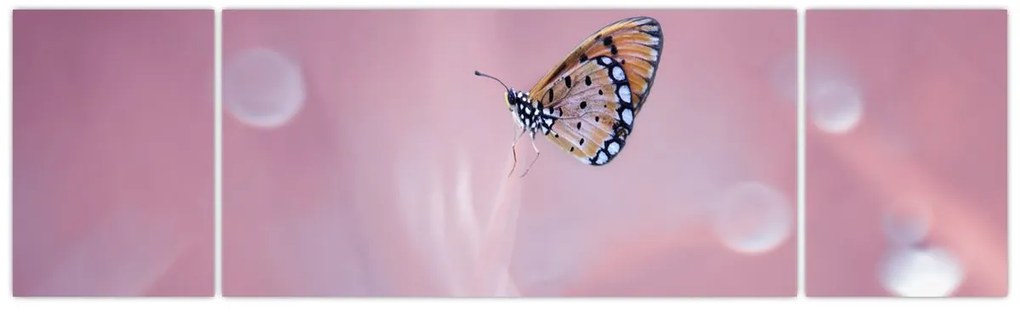 Obraz - Motylek (170x50 cm)