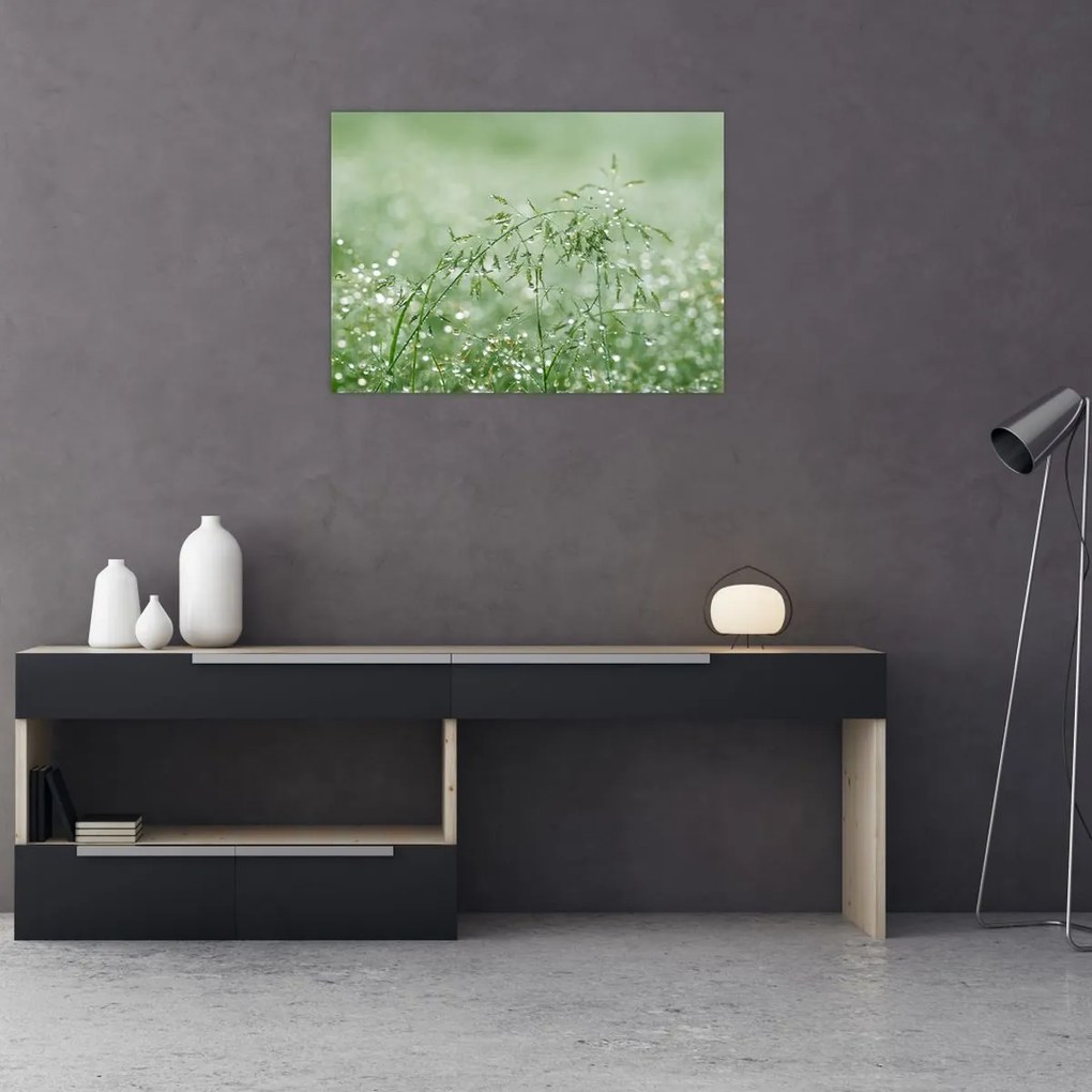 Obraz na szkle - Poranna rosa na źdźbłach trawy (70x50 cm)