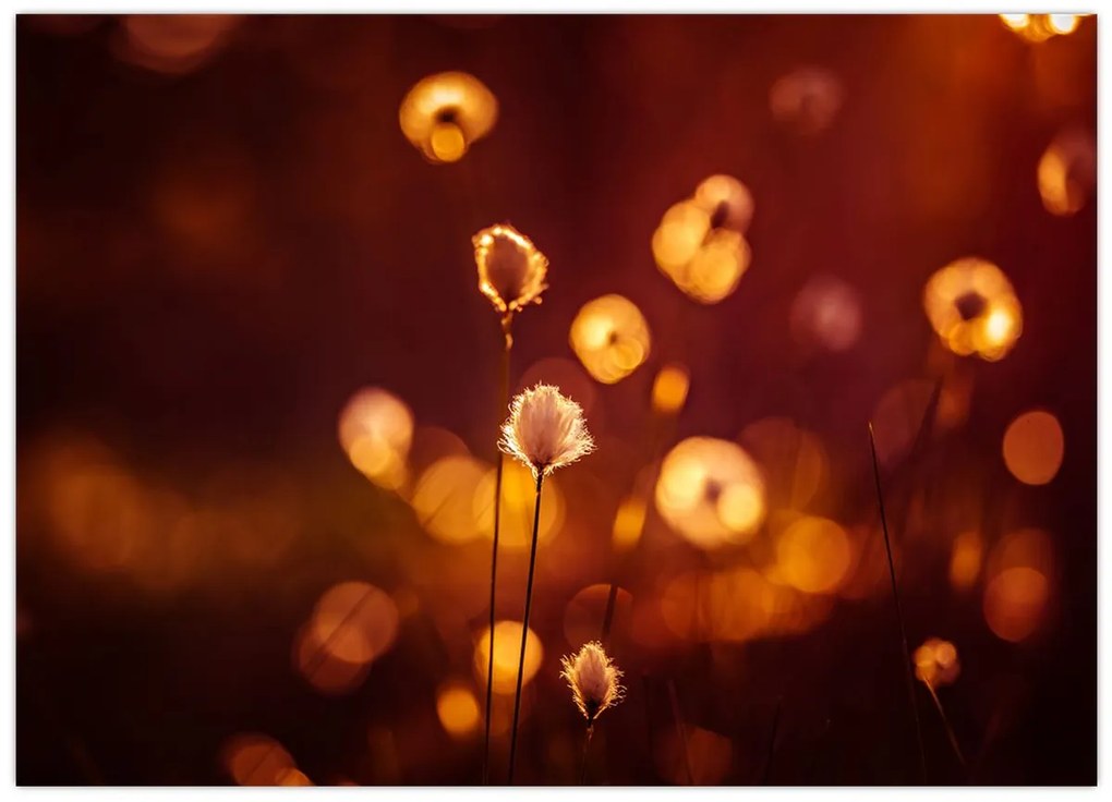 Obraz - Poranek (70x50 cm)