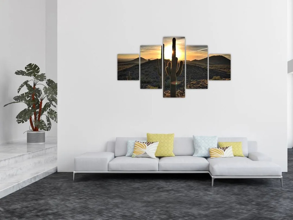 Obraz - kaktusy w słońcu (125x70 cm)