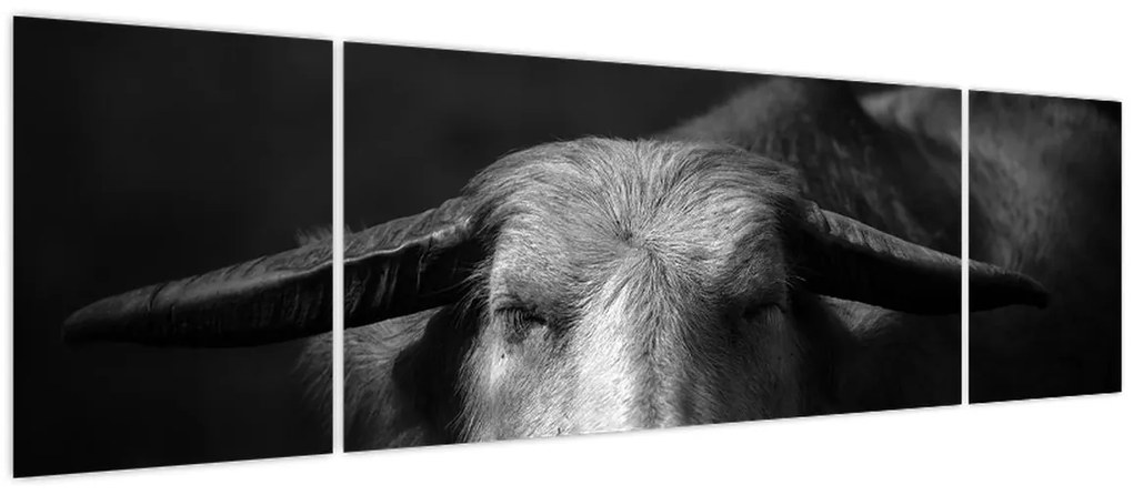 Obraz - Krowa (170x50 cm)