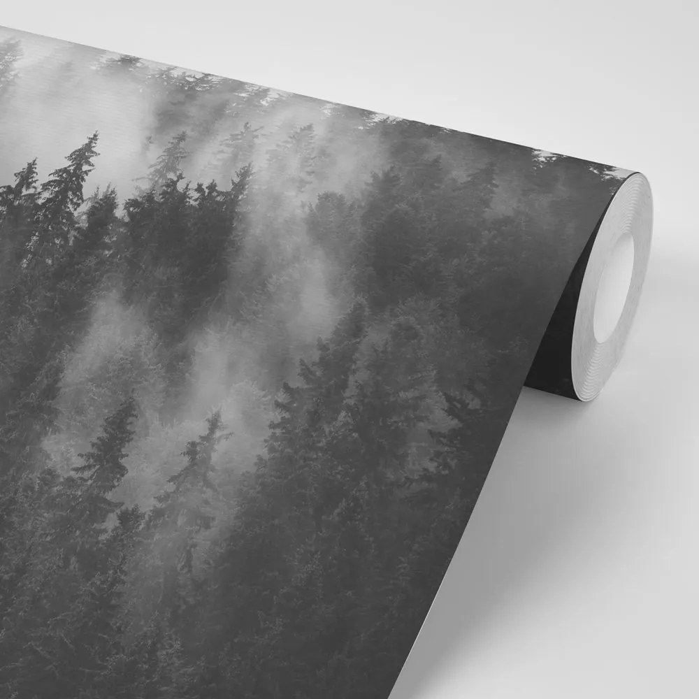 Fototapeta las w czarno-białej mgle