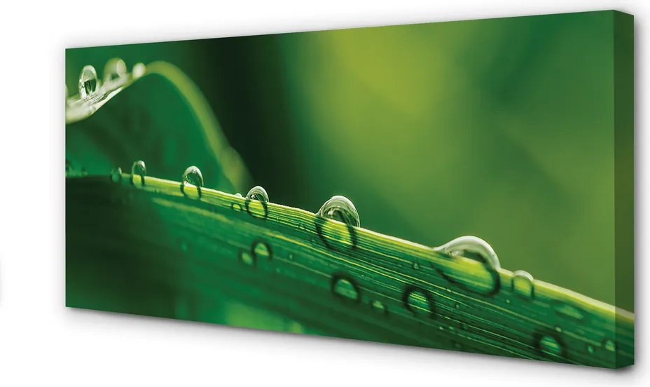 Obraz drukowany na płótnie Źdźbło Trawy z Kroplą